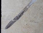 Hibolithes sp. (MONTFORT 1808) - Bild &copy; FossNet FossilienStore